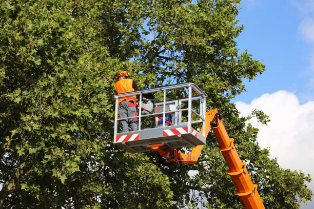 Best Arborist Consultation Services  in USA